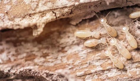 best treatment for subterranean termites